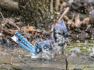 Blue jay bathing in a stream in central park