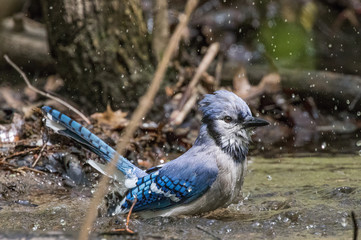 Blue jay bathing in a stream in central park