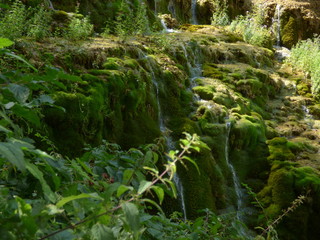 Preciosa naturaleza musgo