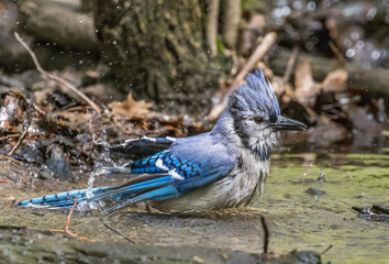 Blue jay bathing in a stream in central park