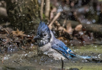 Blue jay bathing in a stream in central park