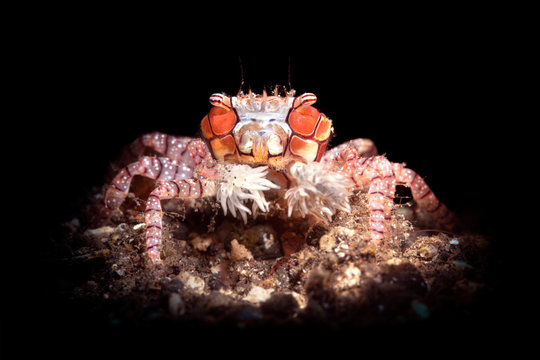 Boxer Crab on black background