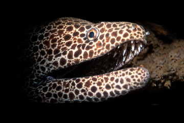 Leopard and laced moray eel