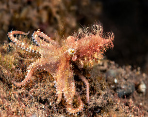 Elsive Hairy octopus in Indonesia © cherylvb