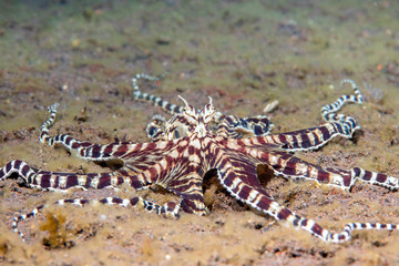 Mimic Octopus in Tulamben Indonesia