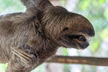 Sloth Brown-throated, slow animal (Bradypus variegatus) Animal face close up