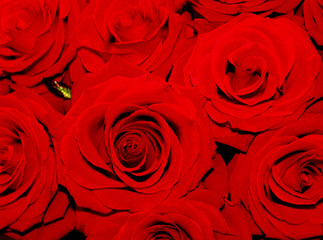 Pink and red roses in closeup