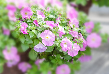 Colorful petunia flowers, Grandiflora is the most popular variety of petunia, with large single or double flowers that form mounds of colorful solid, striped, or variegated blooms.