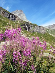Pink flowers in the mountains - Monte Cervino - Matterhorn
