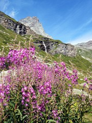 Obraz premium Pink flowers in the mountains - Monte Cervino - Matterhorn