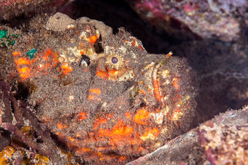 Poisonous Stonefish in Indonesia.