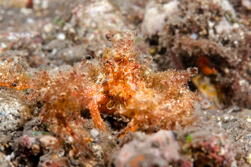 Hairy decorator crab
