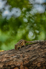 squirrel in a tree 