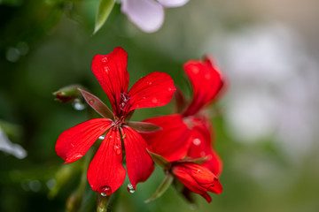 Obraz premium Bright red lobelia flowers in the outdoor garden