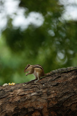 Obraz premium squirrel on a tree