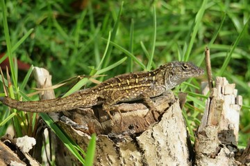 Tropical brown lizard on a stump in Florida wild, closeup