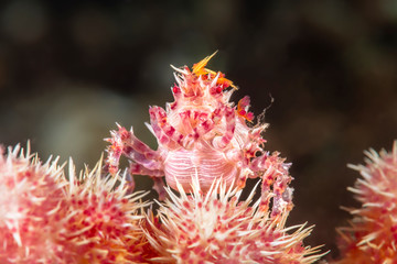 Red and white coral crab