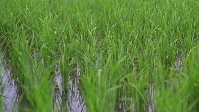 background view new green field healthy rice in summer. business agriculture health farm control plant industry in thailand or vietnam. vegan asia grow vegetable cereal leaf, stem on fertilizer for
