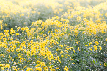 Yellow chrysanthemum flowers, chrysanthemum in the garden. Blurry flower for background, colorful plants