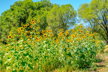 Fototapeta na wymiar Wildflower and Sunflower Fields on Colorado