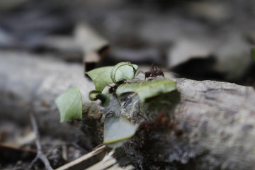  ants on the branch