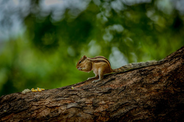 squirrel on a tree