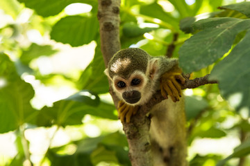 Monkeys are gullible to people