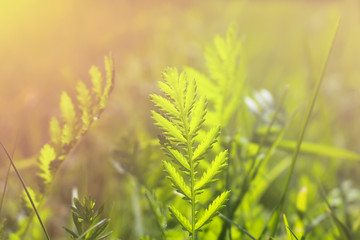 Juicy grass on a meadow in the rays of the setting sun