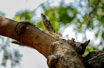 lizard on tree squirrel