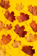 Flat lay of nature pattern colorful autumn leaves on yellow background. Seasonal concept. Creative season layout.