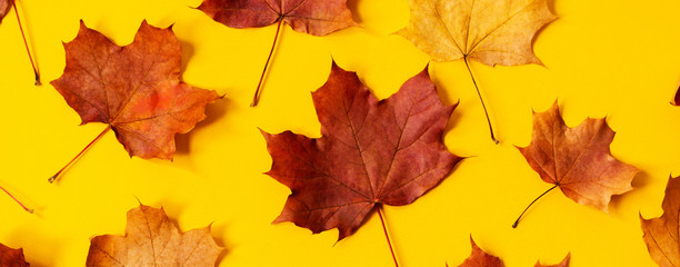 Flat lay of nature pattern colorful autumn leaves on yellow background. Seasonal concept. Creative season wide banner layout.