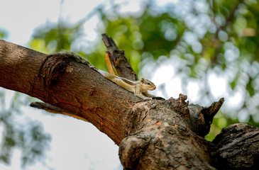 squirrel lizard on a tree Very funny 