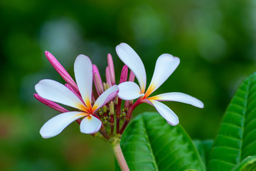 Obraz premium White petaled flower with green background blurred
