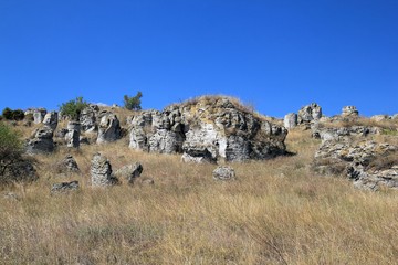 Stone forest in the area 
