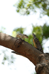 squirrel lizard on a tree