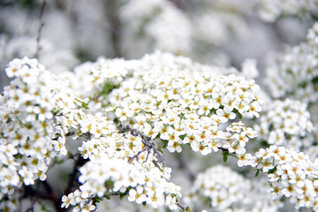 lot of small white flowers background