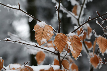 Winter - Laub mit Schnee