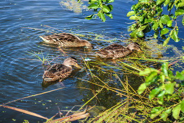 Wild ducks graze duckweed on the lake near the shore