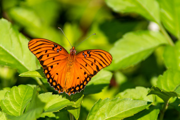 Orange butterfly sitting on some green leaves