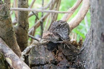 Mating tropical anole lizards in Florida wild, closeup 