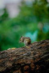 squirrel eating sweet corn on a tree   stand on to legs 