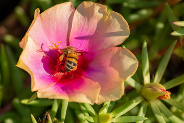 Honey bee pollinating a pink flower