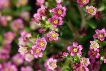 Flowers of a Crassula schmidtii plant.