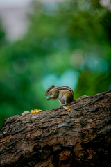 squirrel eating  on a tree 