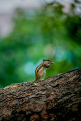 squirrel eating sweet corn on a tree   stand on to legs 