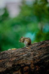 squirrel eating sweet corn on a tree stand on to legs 