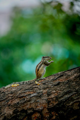 squirrel on a tree standing 
