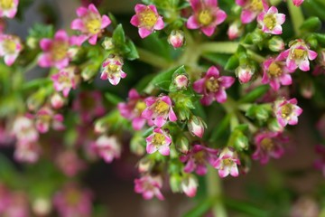 Flowers of a Crassula schmidtii plant.