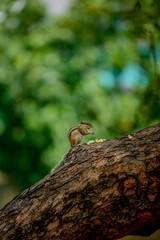 squirrel eating sweet corn 