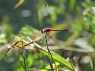Red Dragonfly